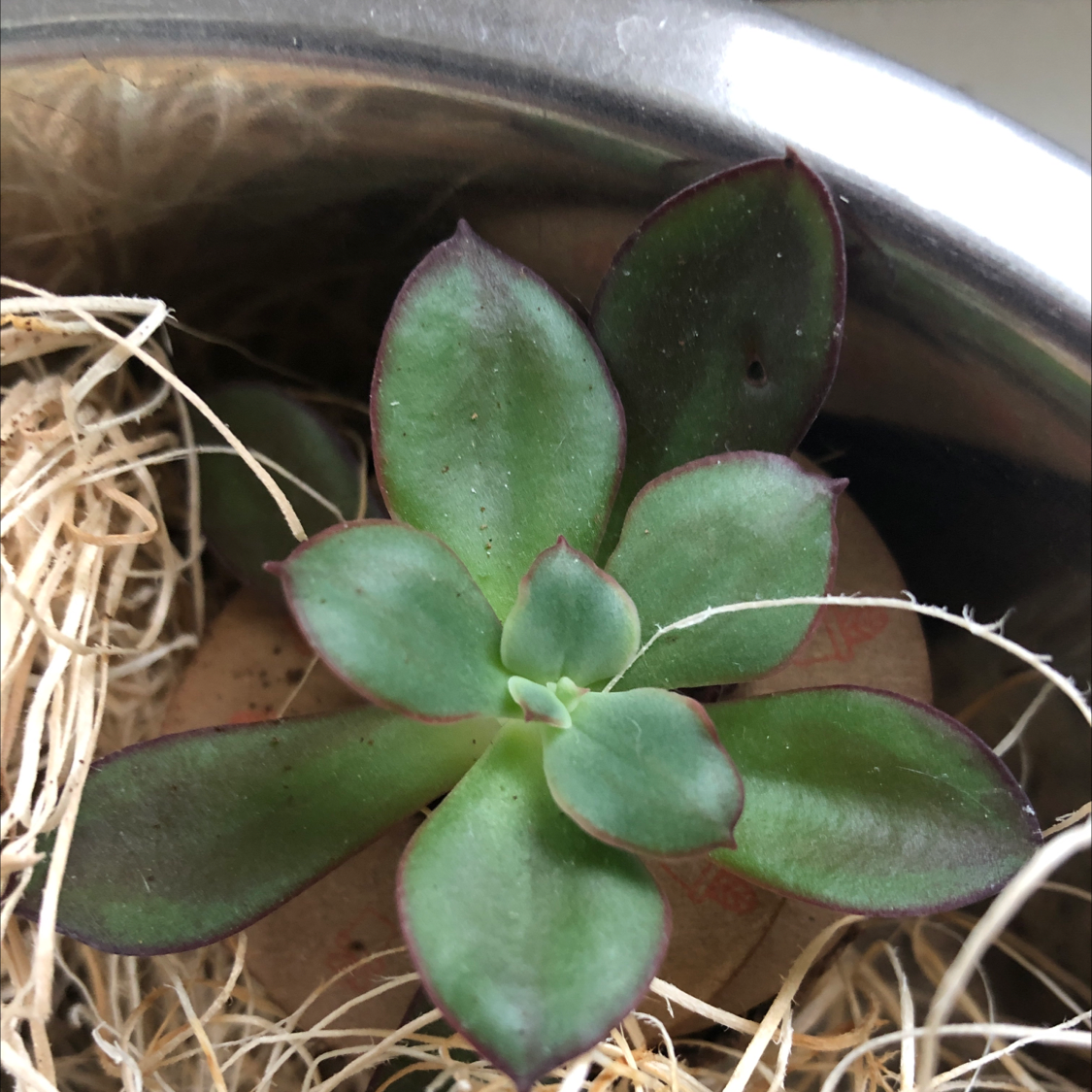 Healthy Painted Echeveria succulent with green leaves and reddish edges in a pot.