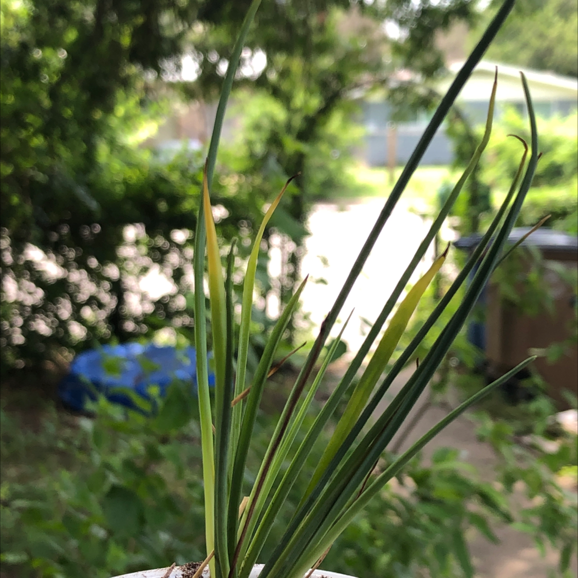 Engelmann's false yucca plant with some yellowing tips on leaves in a garden setting.