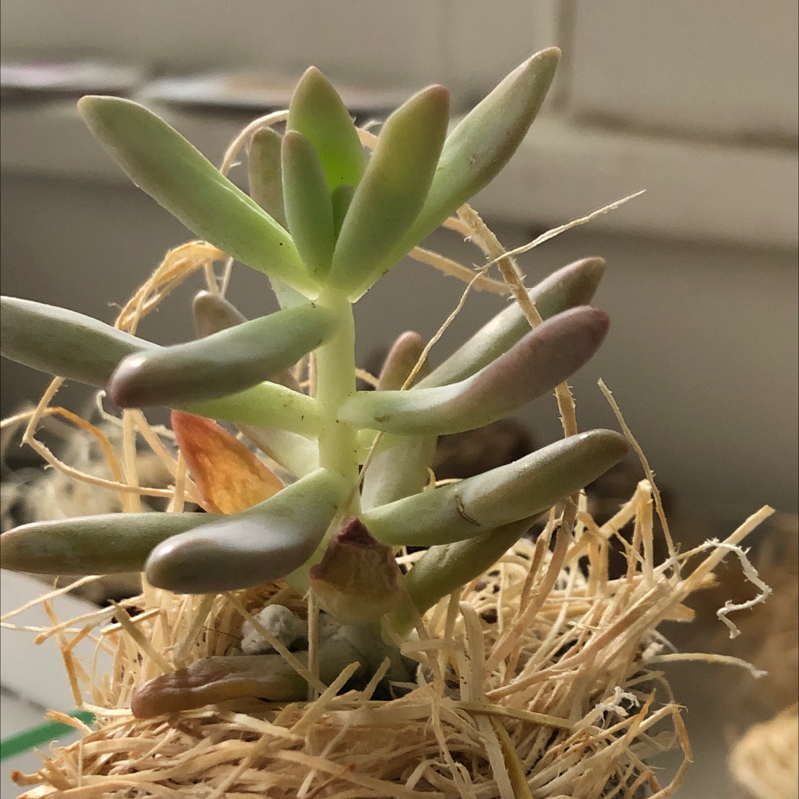 Graptosedum 'Darley Sunshine' succulent with elongated leaves in a small pot with straw.