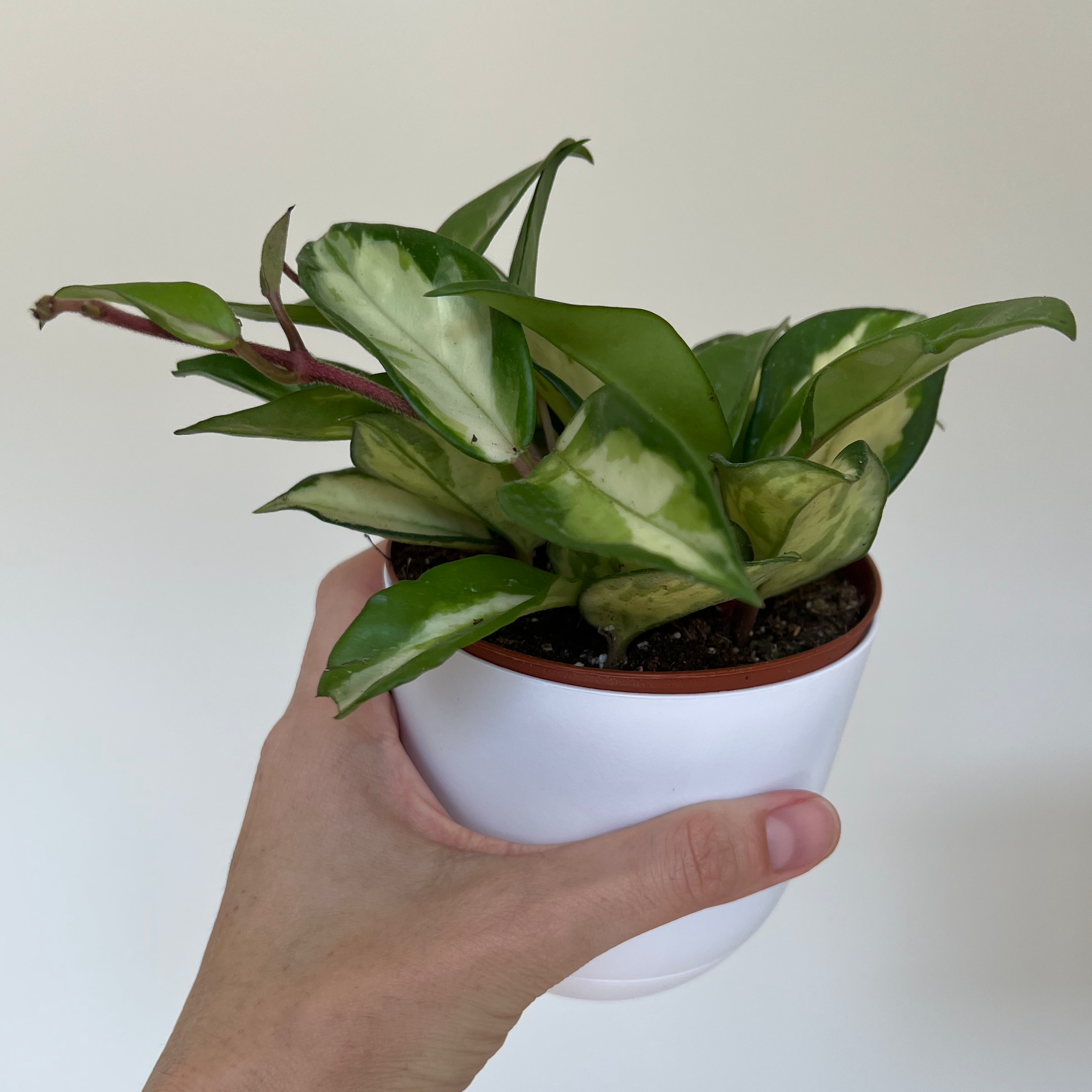 A healthy Exotic Hoya plant with variegated leaves in a white pot, held by a hand.
