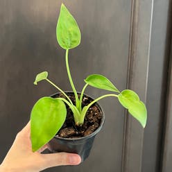 Tiny Dancer plant