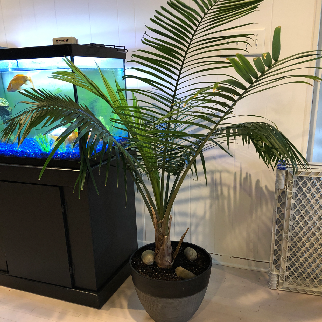 Majesty Palm plant photo by @Plantsarecool named Arnold Palmer on Greg, the plant care app.
