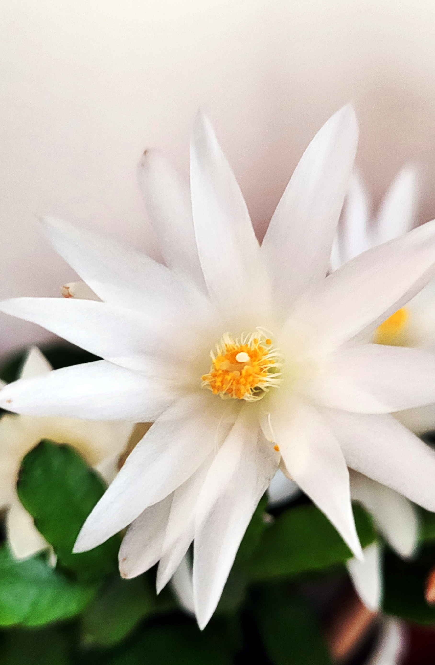 Plant care for Aquarius Water Lily on Greg, the plant care app