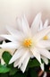 Calculate water needs of American White Waterlily
