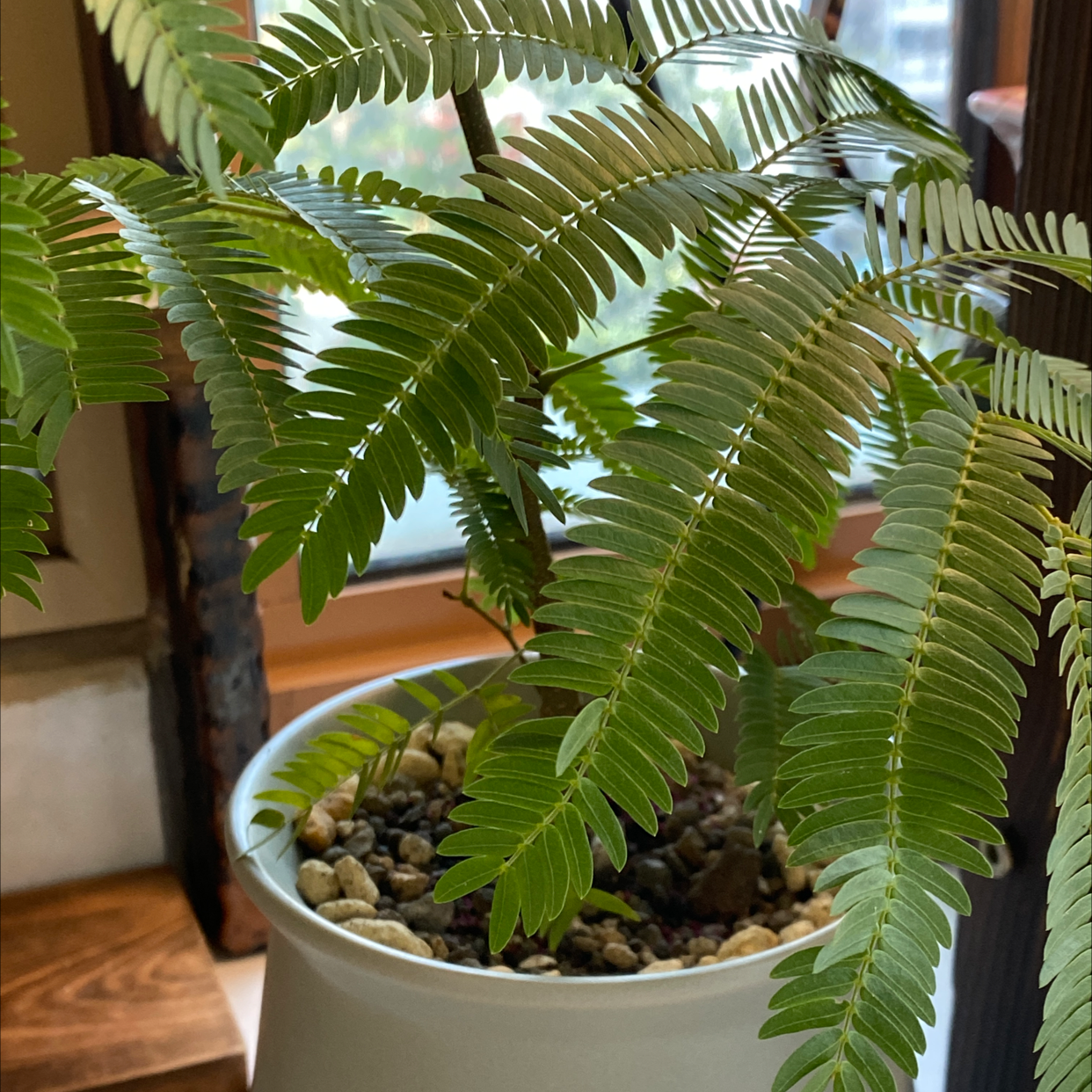 Potted Everfresh Tree with healthy green leaves near a window.