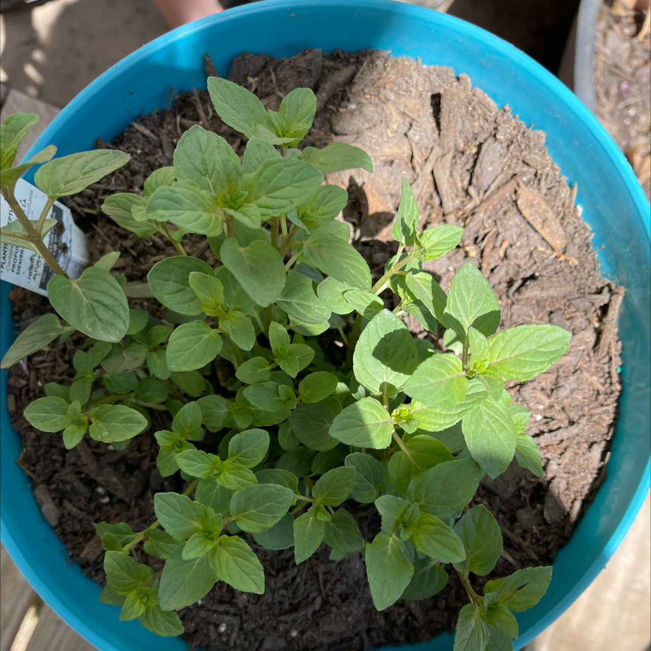 Healthy mint plant in a blue pot with visible soil.
