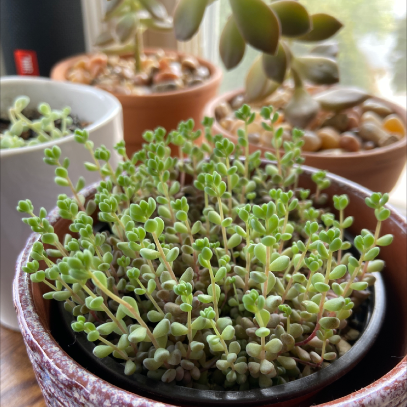 Corsican Stonecrop plant in a pot with other potted plants in the background.