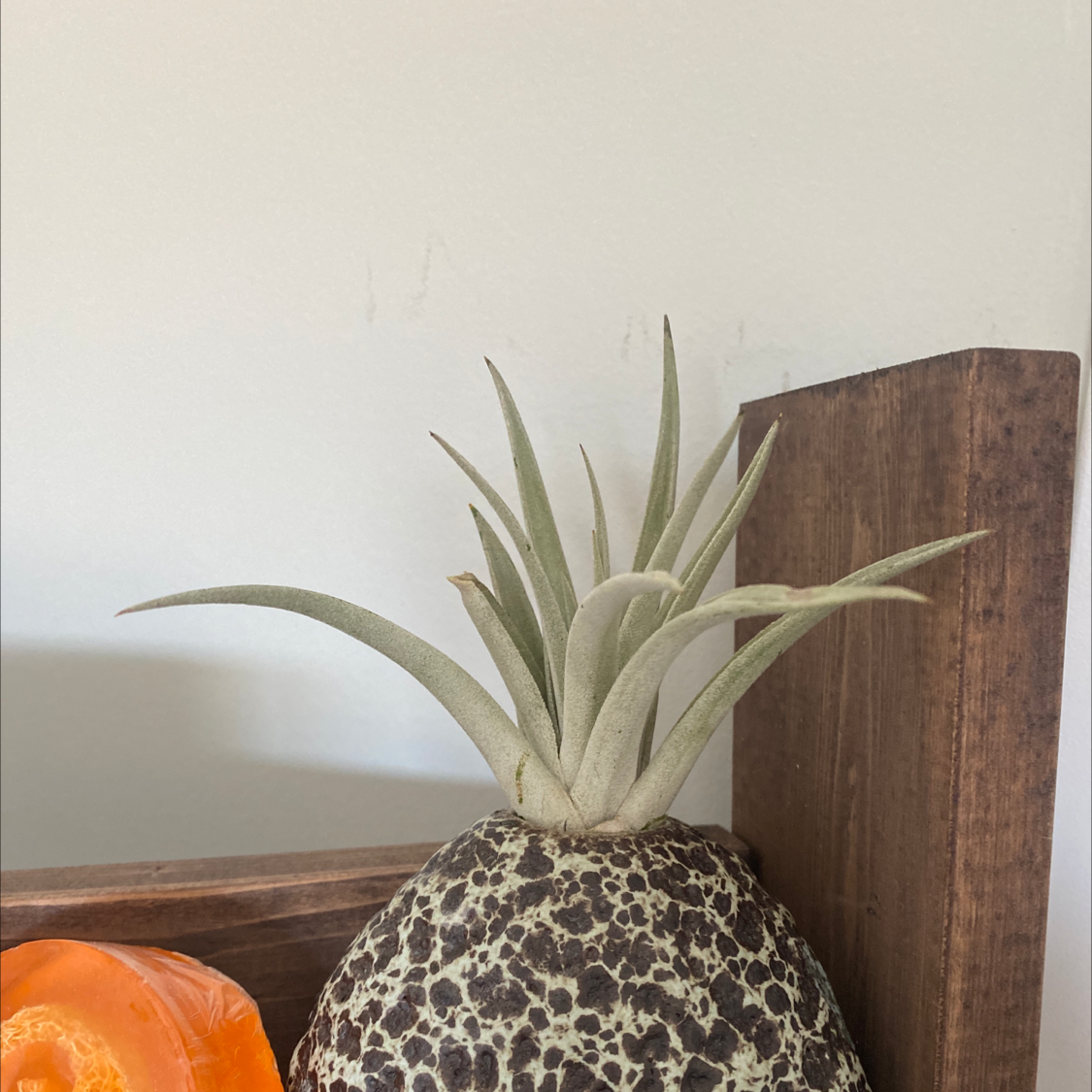 Capitata Air Plant on a wooden surface, appears healthy with green leaves.