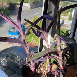Purple Heart plant