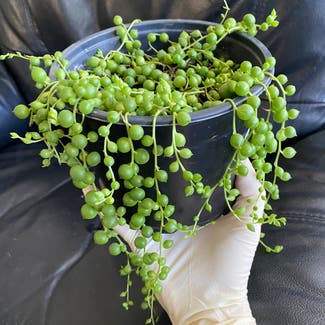 String of Pearls plant in Wellington, Wellington