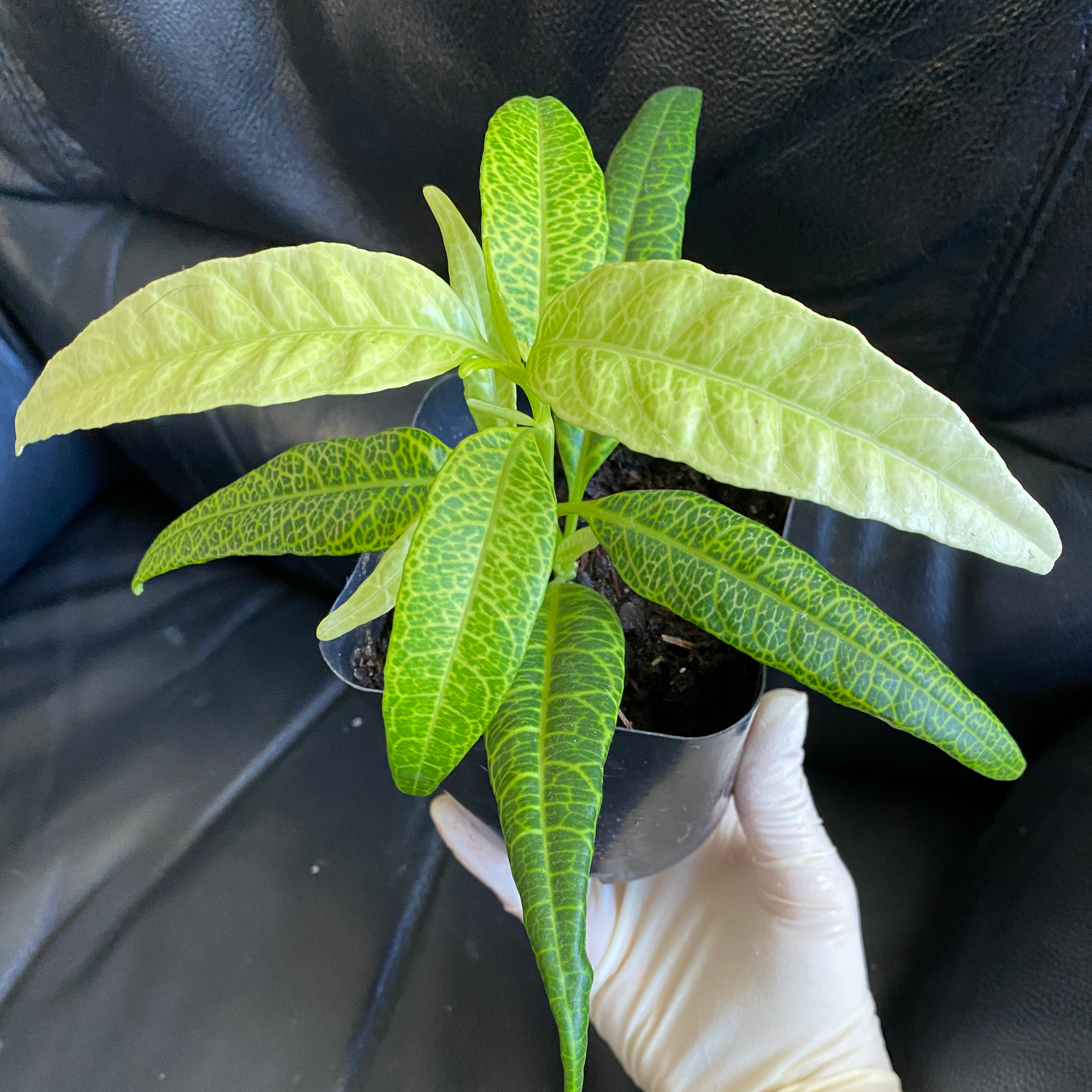 Photo of the plant species Variegated False Eranthemum by @Brooklyn6 named 🦎 on Greg, the plant care app