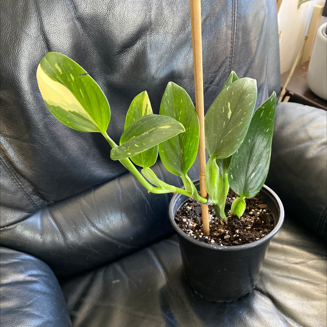 Monstera Cobra plant in a black pot with variegated green and yellow leaves on a dark leather surface.
