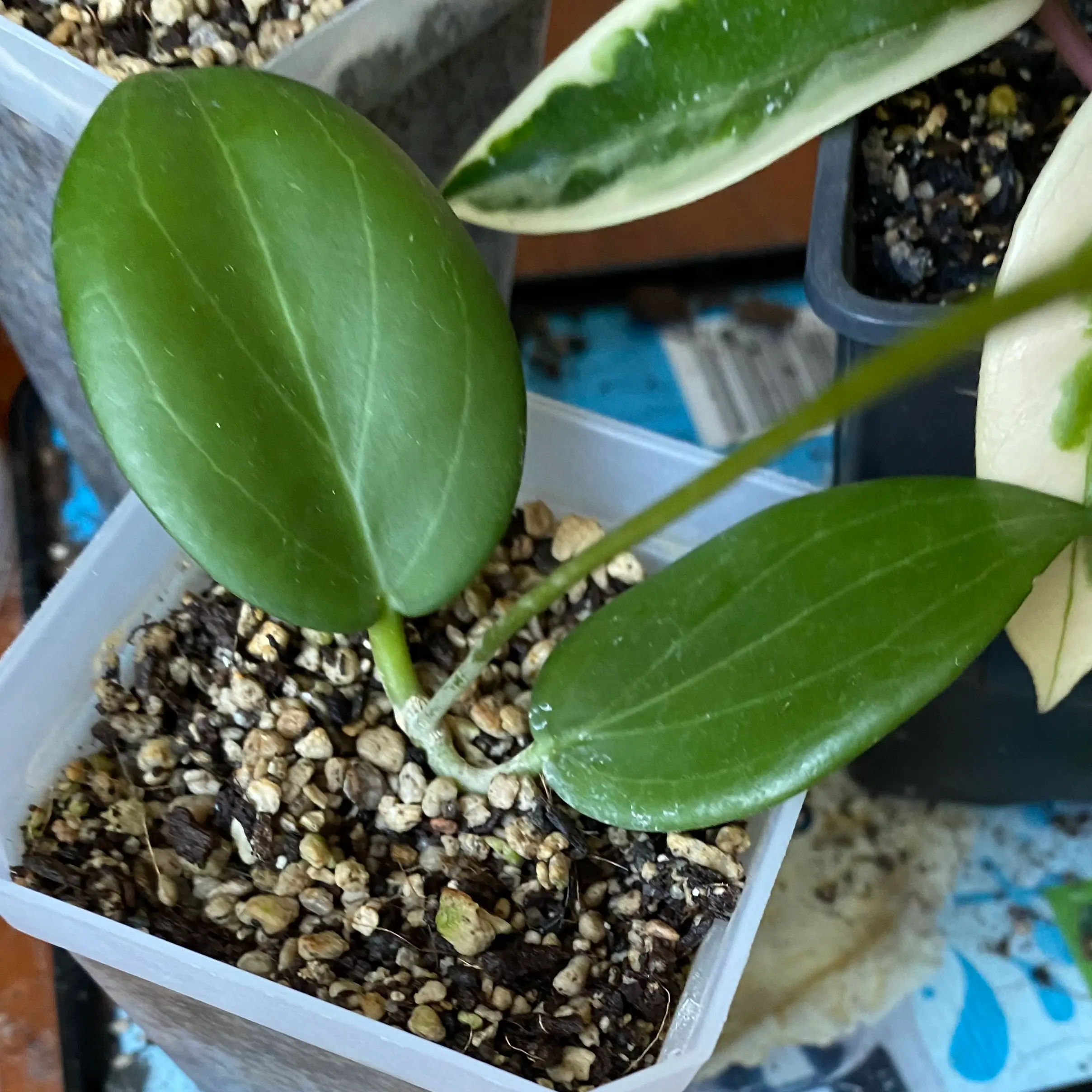 Photo of the plant species Wax Plant by @Brooklyn6 named 🪙 on Greg, the plant care app