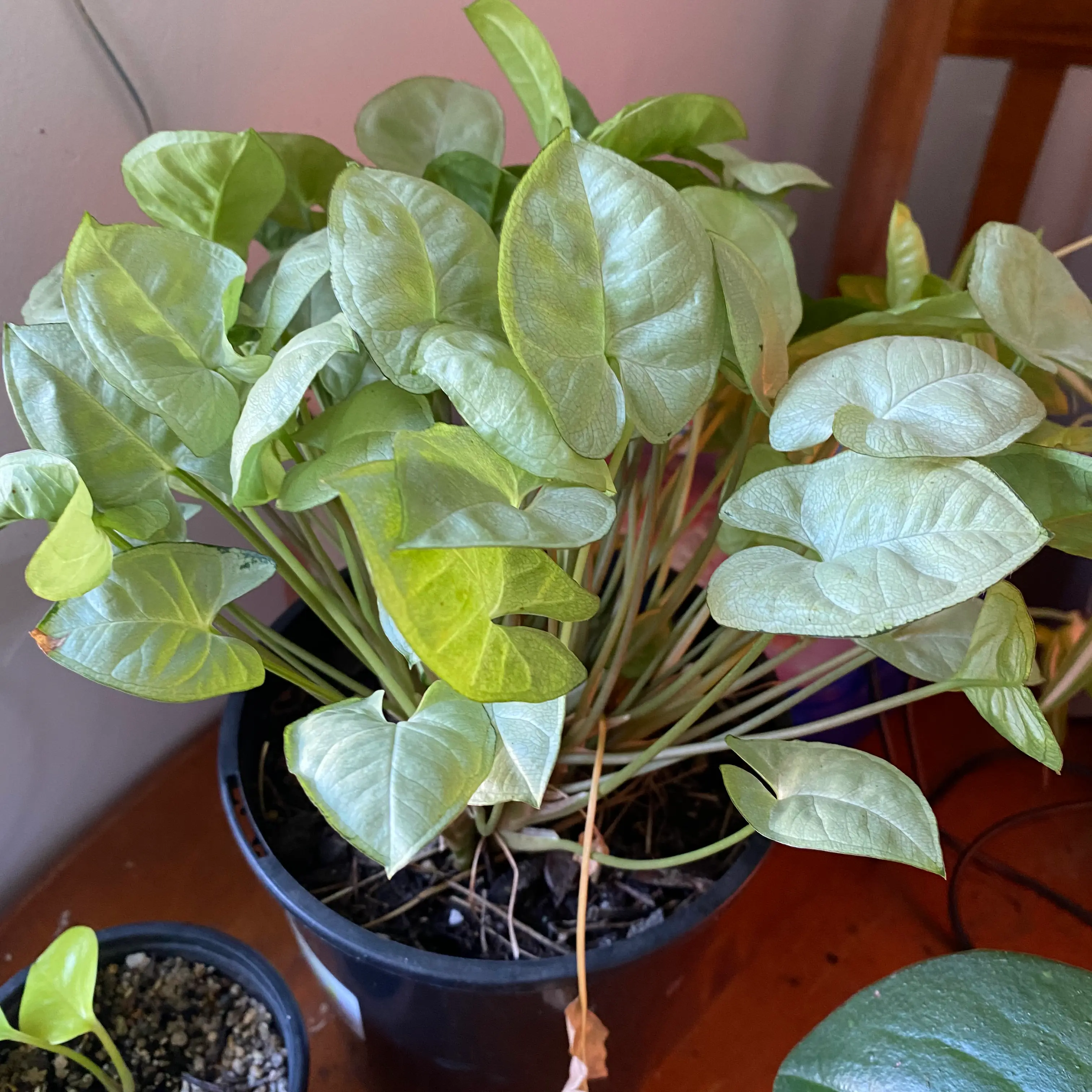 Syngonium Pixie plant in a black pot with healthy green leaves.