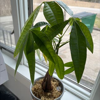 Money Tree plant in Seabrook, New Hampshire
