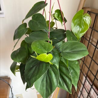 Heartleaf Philodendron plant in Seabrook, New Hampshire