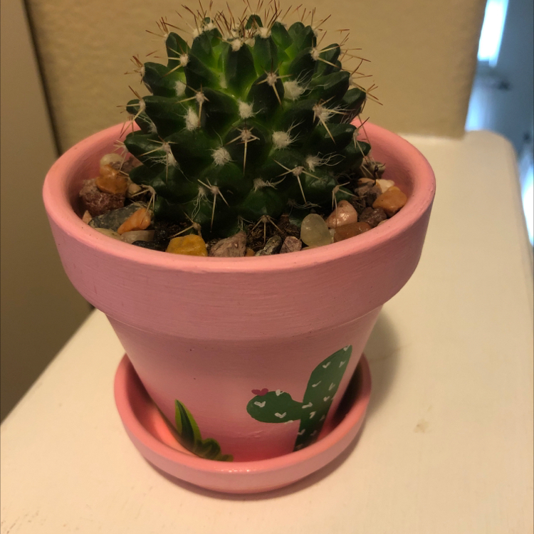 Mammillaria Uncinata cactus in a pink pot with decorative stones.