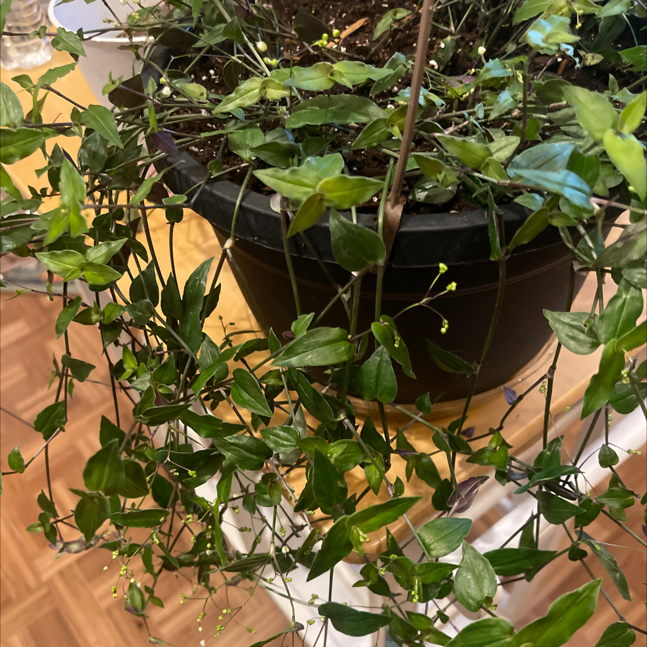 Potted Tahitian Bridal Veil plant with small green leaves, visible soil.