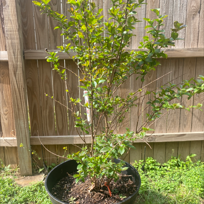 A thriving Cape Myrtle plant with dense green foliage growing in a black plastic pot outdoors against a wooden fence.