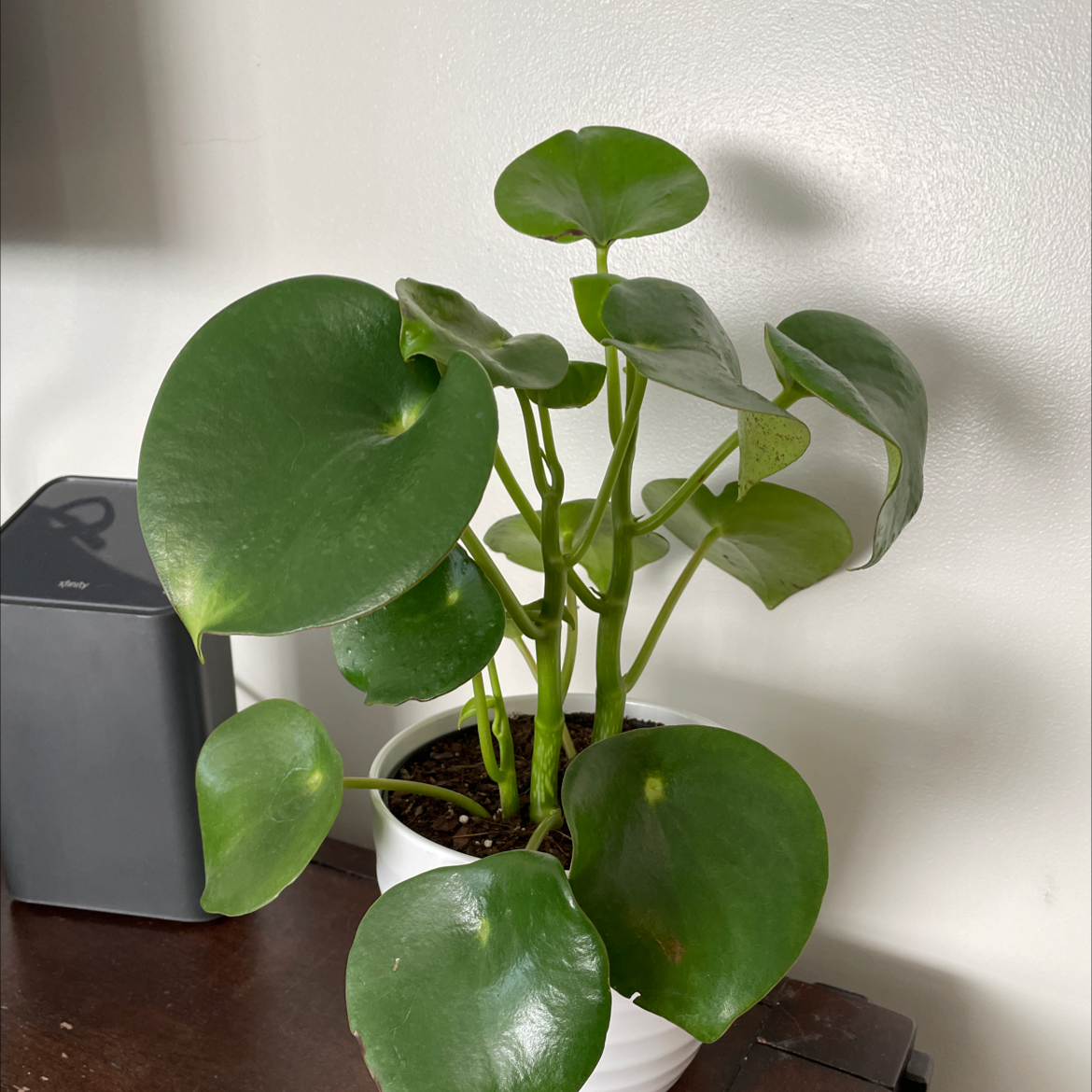 Raindrop Peperomia plant in a white pot with vibrant green leaves, well-framed and in focus.