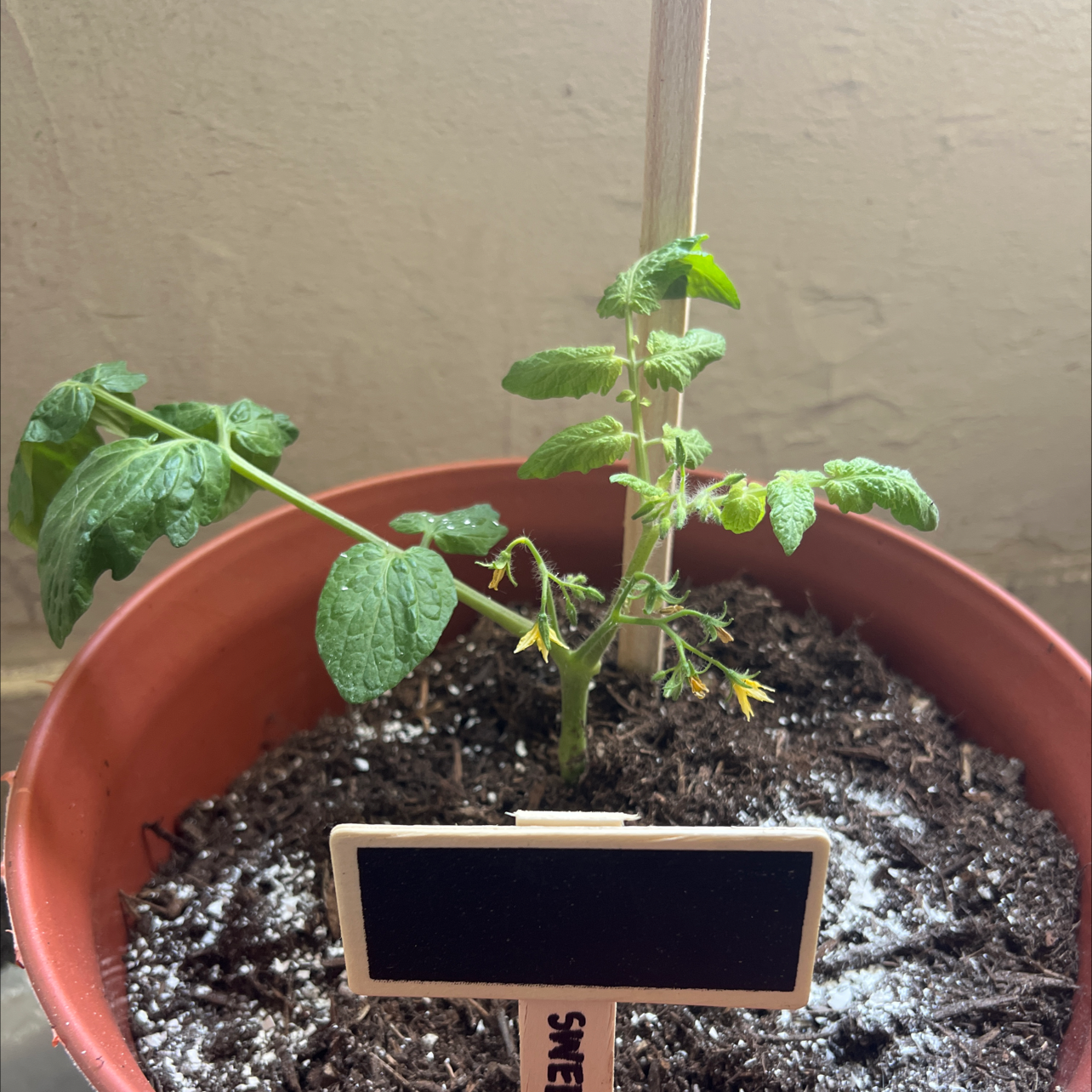 Photo of the plant species Sweet Valentine Cherry Tomato by @seedlingsfirst named Messi on Greg, the plant care app