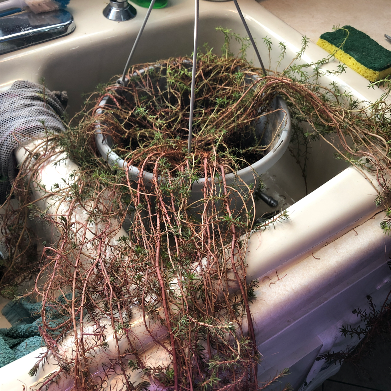 Photo of the plant species Bearded Beggarticks by @GoddessBucaneve named Bigleef Smalls on Greg, the plant care app