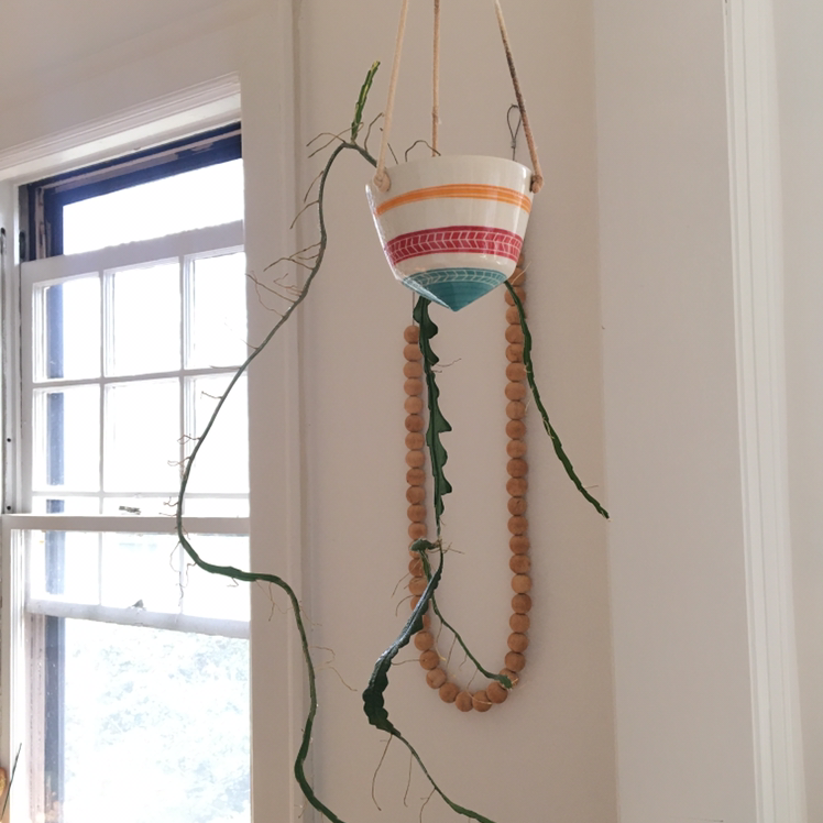 Dutchman's Pipe Cactus in a hanging pot near a window, with no visible health issues.