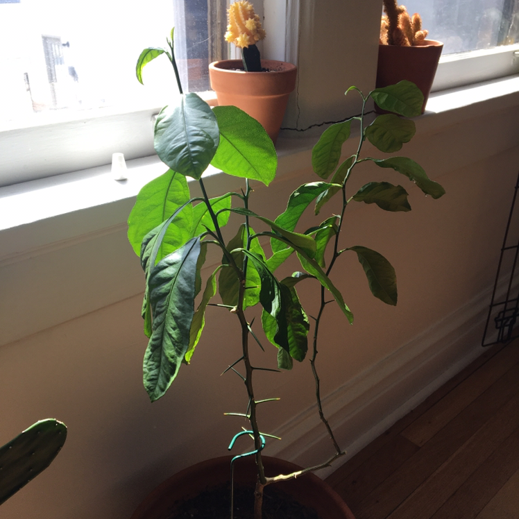 Indoor potted lemon plant with green leaves near a window.