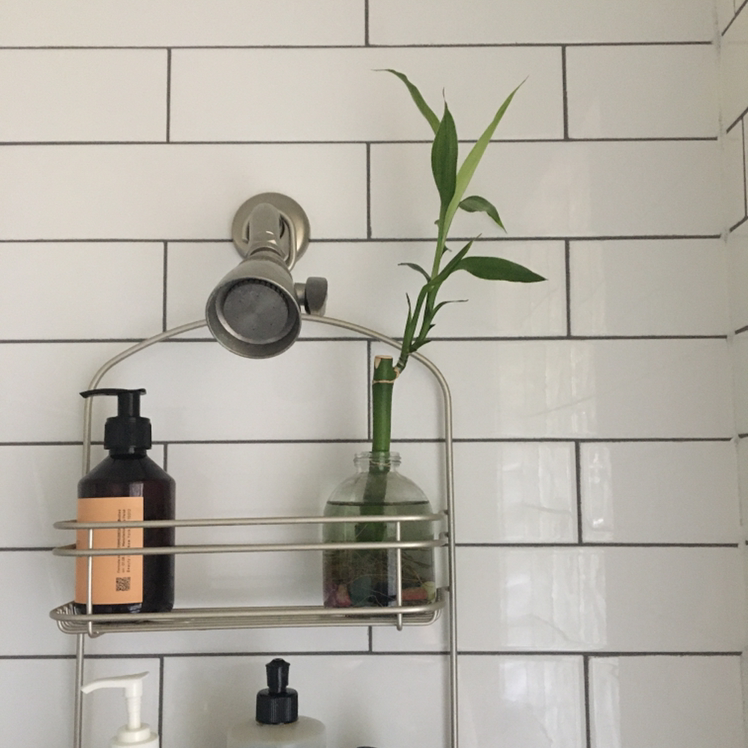 Photo of the plant species Lucky Bamboo by @hottespeppers named Baby Bamboo on Greg, the plant care app