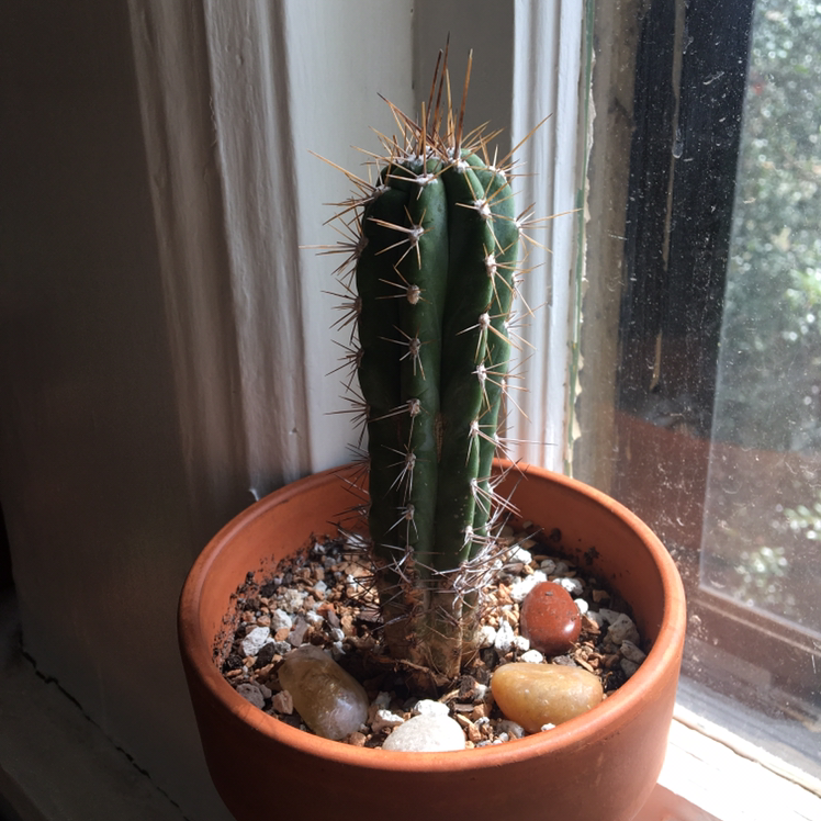 A young Saguaro cactus in a terracotta pot on a windowsill.