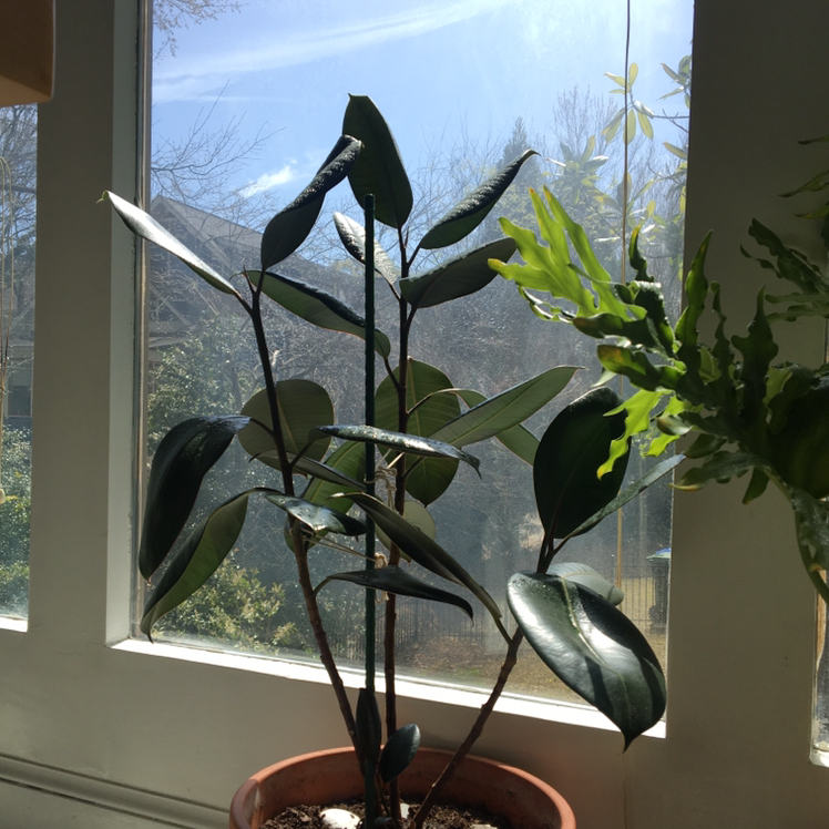 Rubber Plant plant photo by @hottespeppers named Mollieollie on Greg, the plant care app.