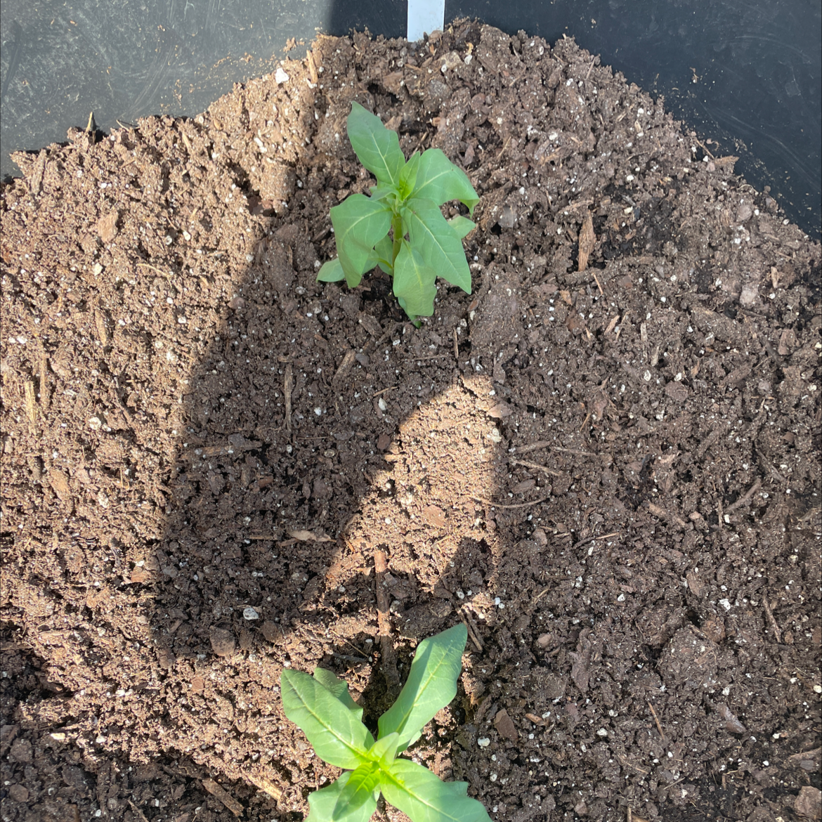 Two young Tropical Milkweed plants in a pot with visible soil.