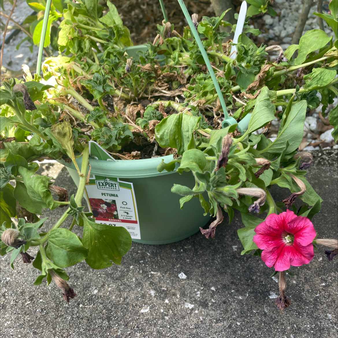 Photo of the plant species Tritunia Red Star Petunia by @Greenthumbmom named Your plant on Greg, the plant care app