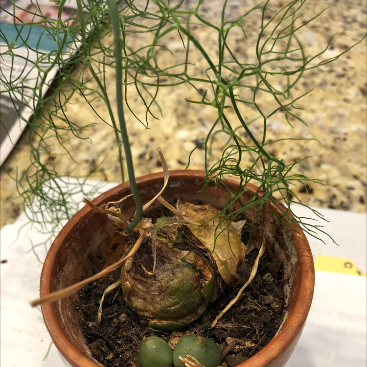 Photo of the plant species Climbing Onion by Julie named Junko Tabei on Greg, the plant care app