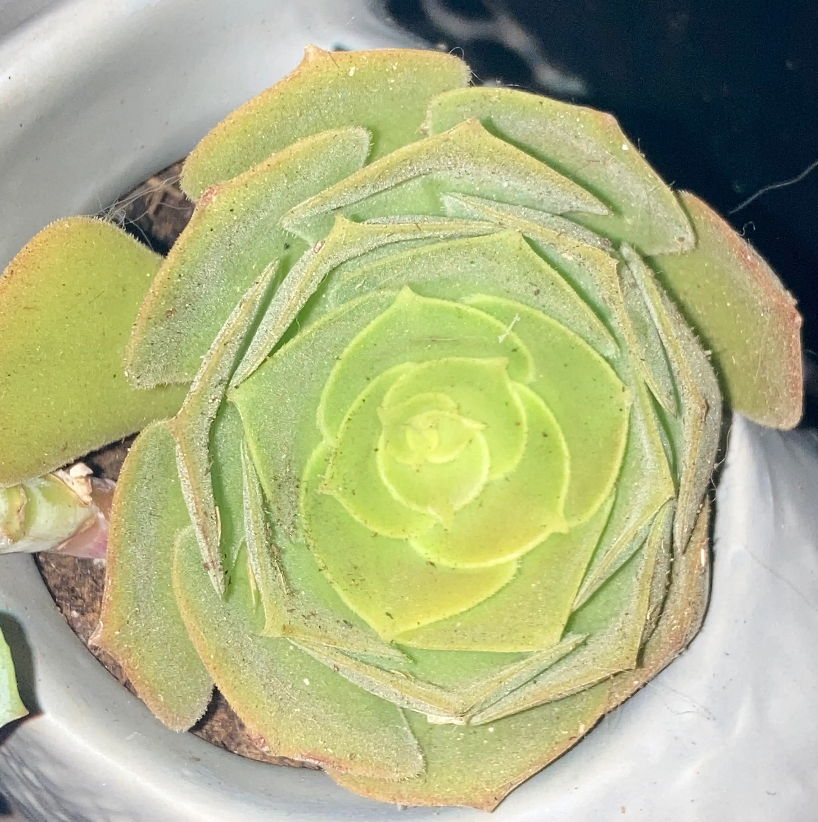 Photo of the plant species Echeveria 'Pelusida' by @IconTeatree named Kayli on Greg, the plant care app