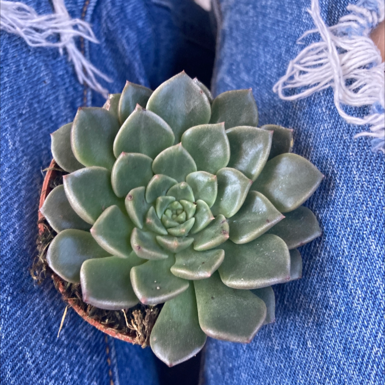 Photo of the plant species Echeveria 'Scorpio' by @IconTeatree named Doja Cat on Greg, the plant care app