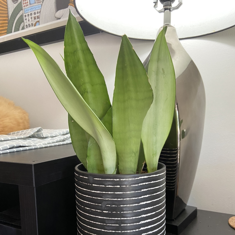 Photo of the plant species Silver Snake Plant by @DrDrey named Fats Domino on Greg, the plant care app