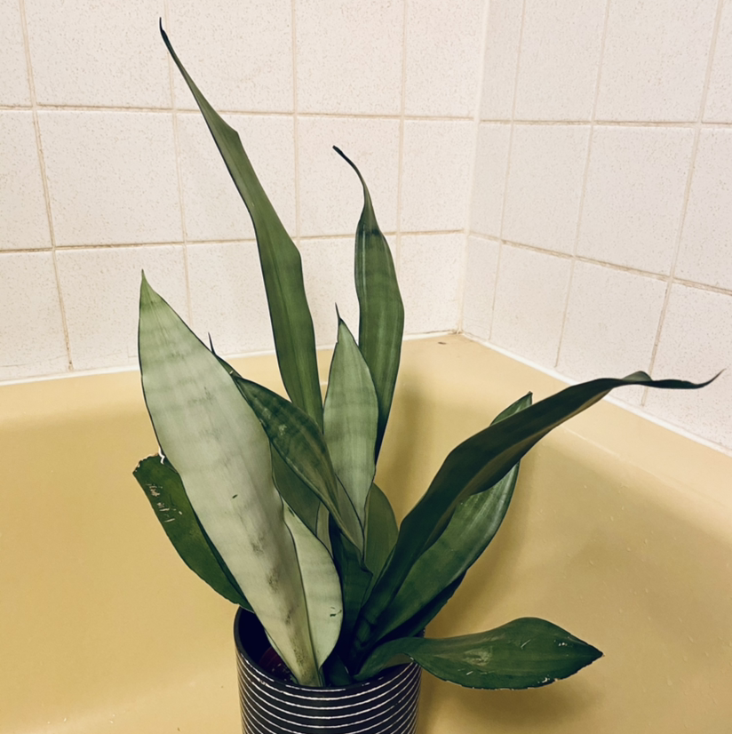 Silver Snake Plant plant photo by @DrDrey named Frank Sinatra on Greg, the plant care app.