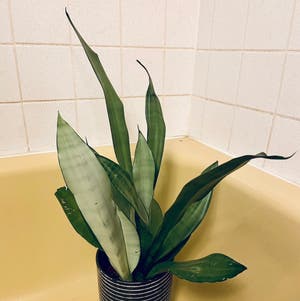 Silver Snake Plant plant photo by Drdrey named Frank Sinatra on Greg, the plant care app.