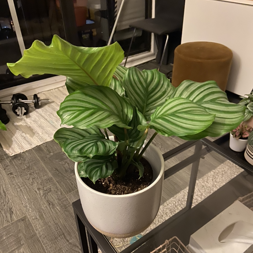 Calathea Orbifolia plant photo by @DrDrey named Roy Orbison on Greg, the plant care app.