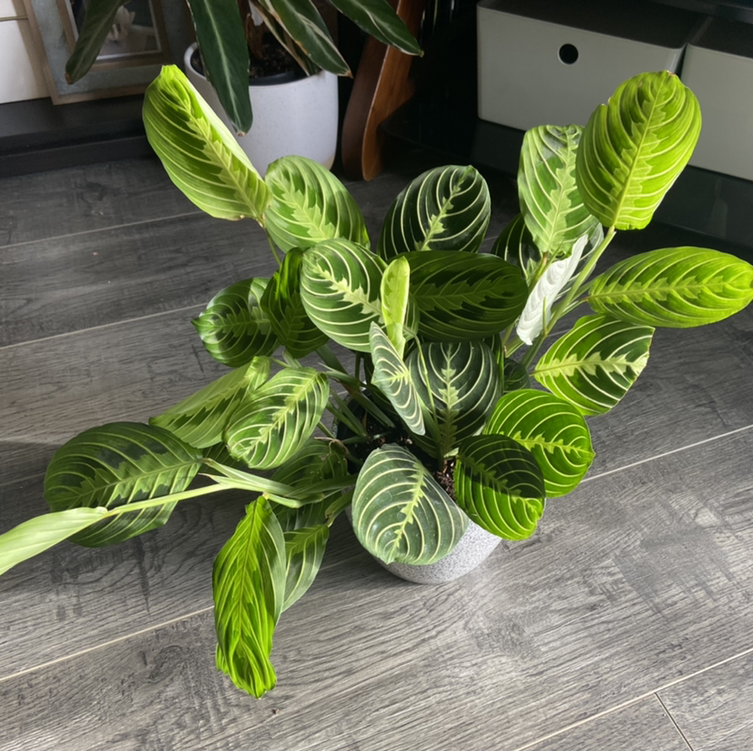 Green Prayer Plant plant photo by @DrDrey named Aretha Franklin on Greg, the plant care app.