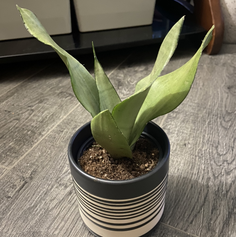 Silver Snake Plant in a striped pot with visible soil, well-framed and in focus.