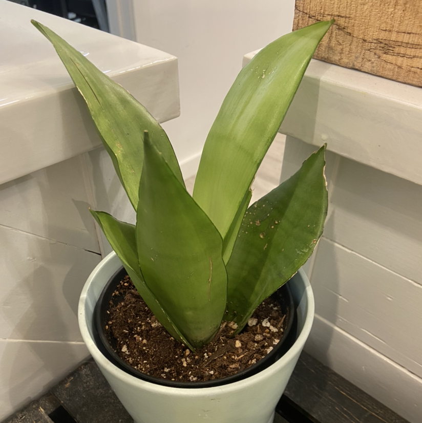 Silver Snake Plant in a pot with healthy green leaves.