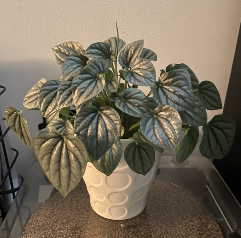 Peperomia Caperata plant photo by @DrDrey named June Carter on Greg, the plant care app.