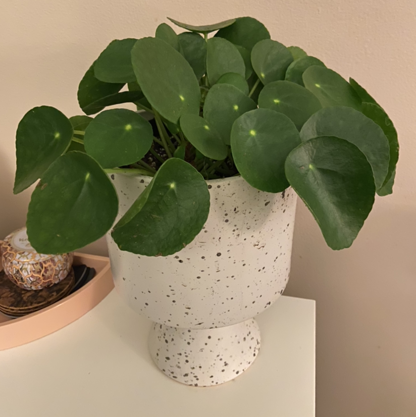 Chinese Money Plant plant photo by @DrDrey named Paul McCartney on Greg, the plant care app.