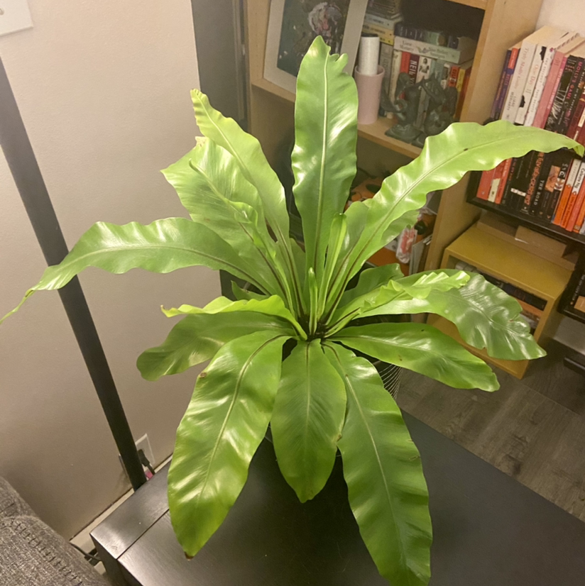 Bird's Nest Fern plant photo by @DrDrey named Etta James on Greg, the plant care app.