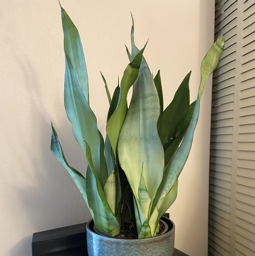 Silver Snake Plant in a pot with healthy, upright green leaves.