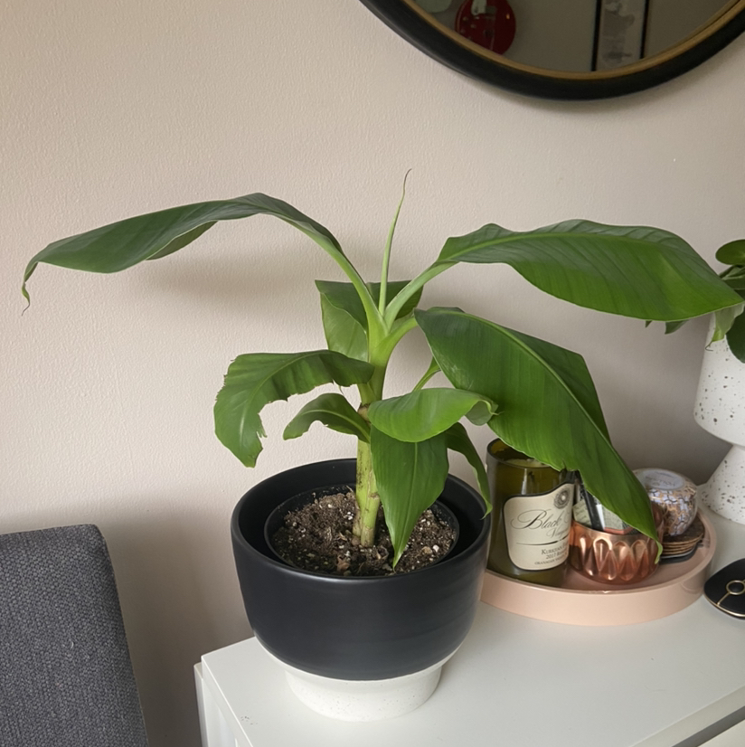 Dwarf Banana plant photo by @DrDrey named Neil Young on Greg, the plant care app.