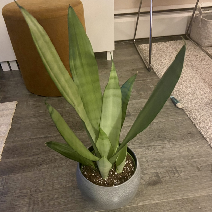 Silver Snake Plant in a pot on a wooden floor, appearing healthy with green leaves.