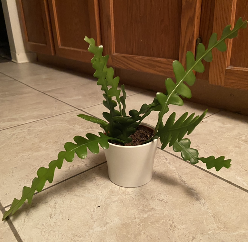 Fishbone Cactus plant photo by @DrDrey named Chaka Khan on Greg, the plant care app.